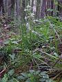 Platanthera chlorantha